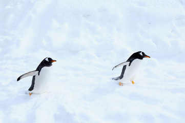 ジェンツーペンギン