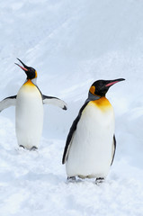 Fototapeta na wymiar キングペンギン
