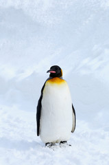 Fototapeta premium キングペンギン