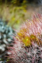 closeup of flowers on a cactus
