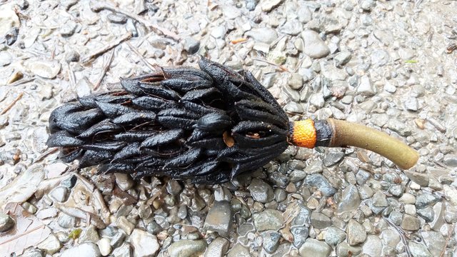 Particolare Strobilo nero caduto dall'albero sulla strada