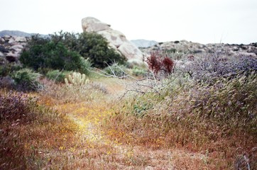colorful wildflowers in the desert