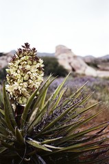 yucca flowers in the desert