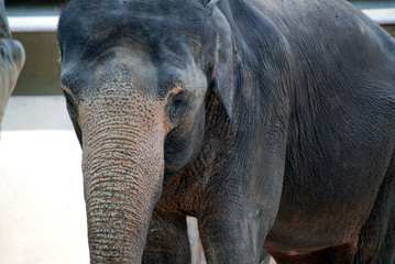close up on female Indian elephant