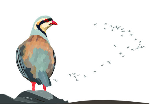 Cute Partridge. Bird: Chukar Partridge. Alectoris chukar. Realistic vector image. White background.