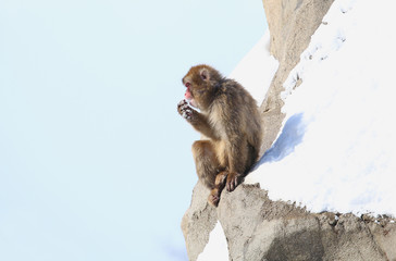 雪山のニホンザル