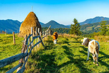 Beautiful mountain landscape with traditional piles of hay on meadow in Romania