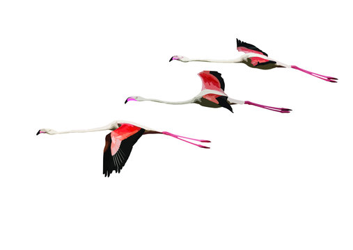 Flying flamingos. Vector image. White background.