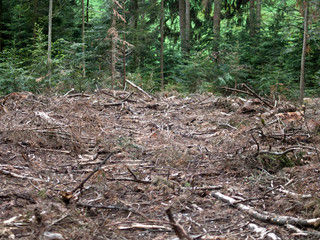 Sturmschaden und Abholzung im Wald. Zerstörter Wald, liegende Bäume