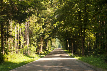 Obraz premium Wald Straße mit vielen Bäumen im Sommer
