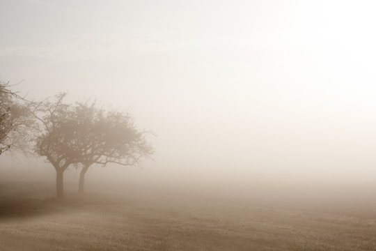 Baum im Nebel. Trauer und Einsamkeit symbol