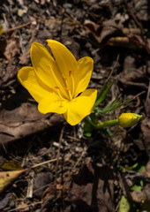 fiore giallo di crocus in primo piano