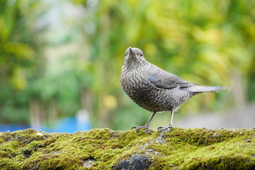 Sea bulbul イソヒヨドリ