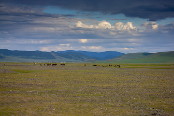 mongolie paysages de la steppe