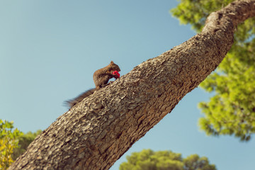 Squirrel eating a piece of watermelon on a tree, summer day in Makarska, Croatia