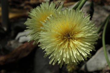 "Smooth Golden Fleece" flower in St. Gallen, Switzerland. Its Latin name is Urospermum Dalechampii (Syn Arnopogon Dalechampii), native to western Mediterranean area.