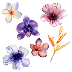 Watercolor hand painted set of 6 bright tropical flowers: hibiscus, orchid, plumeria and heliconia. Tender tropical illustrations for trendy design.