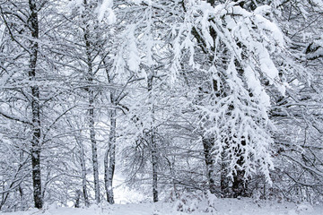 Snowy forest in winter, Spain.