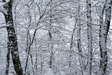 Fototapeta premium Snowy forest in winter, Spain.