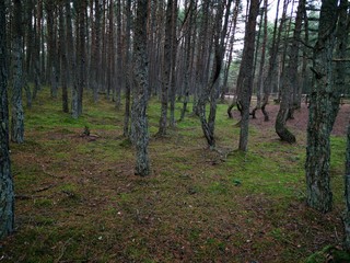 Twisted trunks of the trees, the Dancing forest of Curonian spit. Autumn garden. Forest sunlight.