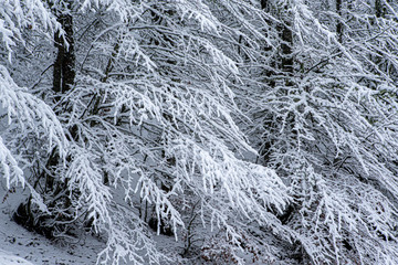 Snowy forest in winter, Spain.