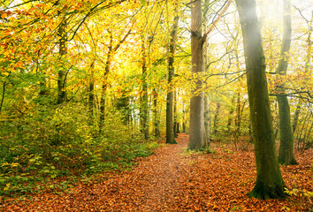 goldener Herbstwald mit Waldweg im Sonnenlicht