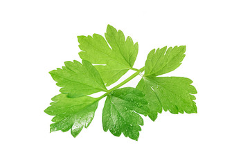 Parsley leaves isolated on white background.