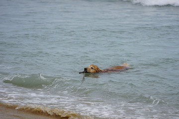 Golden Retriever Playing at the Beach at the Golden Hour.