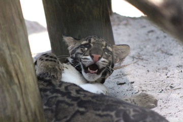 Spotted Leopard Smile