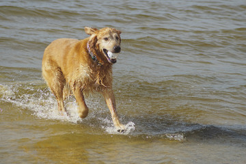 Golden Retriever Playing at the Beach at the Golden Hour.
