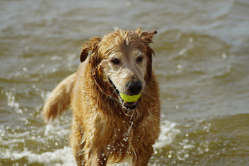 Golden Retriever Playing at the Beach at the Golden Hour.