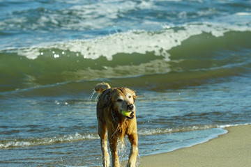 Golden Retriever Playing at the Beach at the Golden Hour.