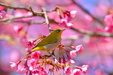  Bird in the morning blur background