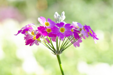 Purple flowers blurred background