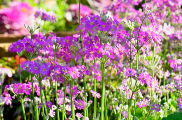 Purple flowers blurred background