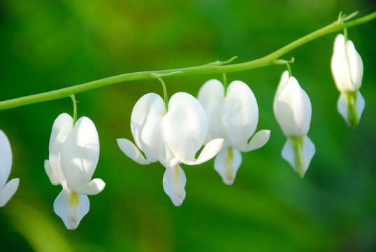 Clsoe up of white bleeding heart flowers