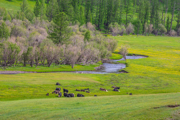 mongolie paysages de la steppe