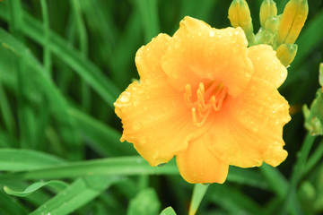 Fototapeta premium Close up of a yellow day lily flower