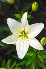 Close up of a white Easter lily flower isolated