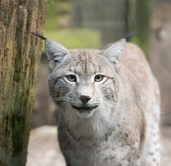 Europäischer Luchs