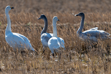 干拓地に群れるコハクチョウ
