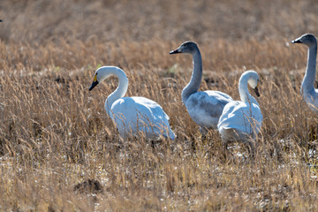 干拓地に群れるコハクチョウ