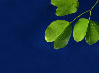 Indian Festival Dussehra, showing golden leaf on blue background. Greeting card.
