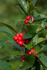 Obraz premium close up of red berries on branch. Viburnum bush