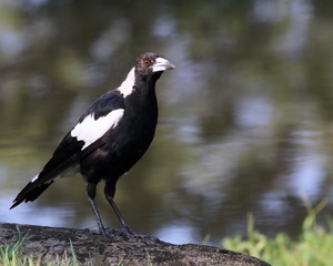 Australian Magpie
