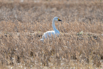 干拓地に群れるコハクチョウ