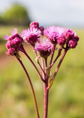 Fototapeta premium pink flower in field