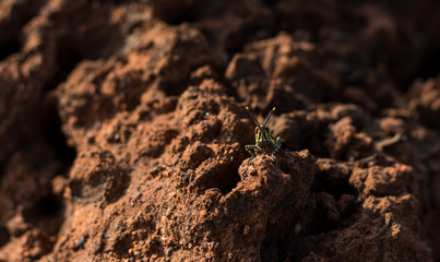 grasshopper sitting on a mount