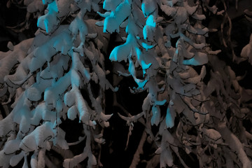 Winter night scene. A tree covered with thick layer of snow with green shade from fraffic lights.