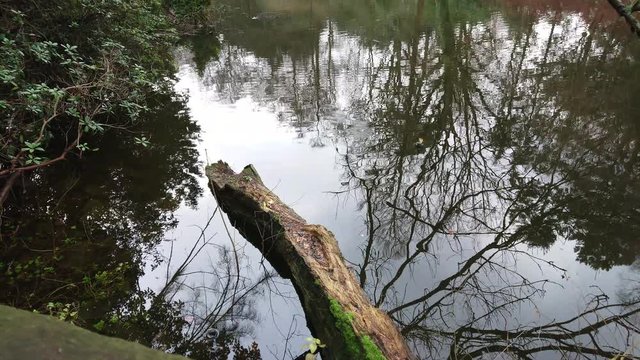 Tree stump in the pond water with reflections of trees
